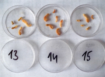 Obr. 7: Dokumentace nainfikovaných vzorků, metoda štípání a kontrola mortality larev po sanaci