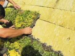 Kromě standardních rozchodníkových rohoží je možné na šikmou střechu použít i zapěstované ekorastry. Rostliny z nich volně prokoření do minerální vlny, která jim poskytne dostatek vláhy pro jejich rychlejší růst.
