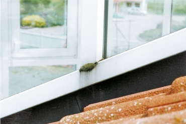 Obr. 13: Zajímavost: chomáč mechu na nenasákavém plastovém okně