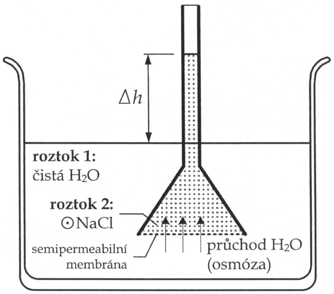 Obr. 13: Experiment demonstrující vznik osmotických tlaků v případě, že jsou semipermeabilní (polopropustnou) membránou odděleny dva roztoky s různou koncentrací chloridu sodného