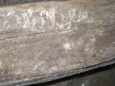Obr. 4: Porost mycelia dřevokazné houby na povrchu dřevěného trámu